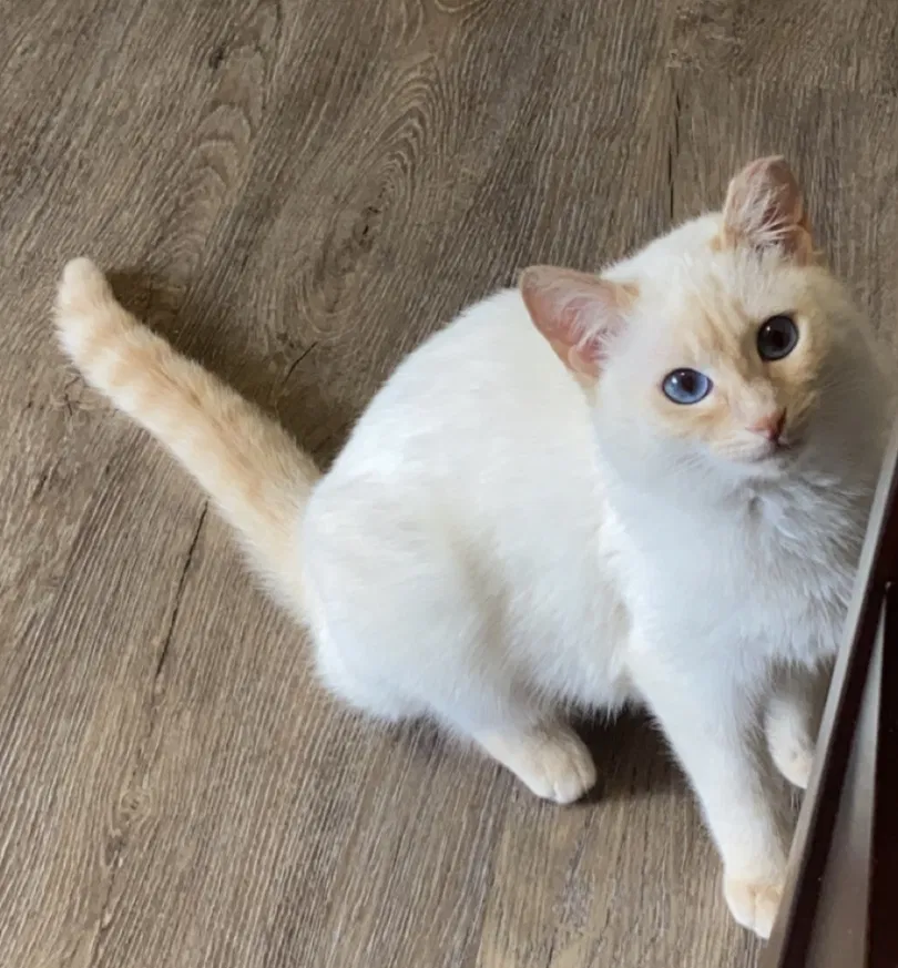 Lost cat in Parsippany, NJ, 7054