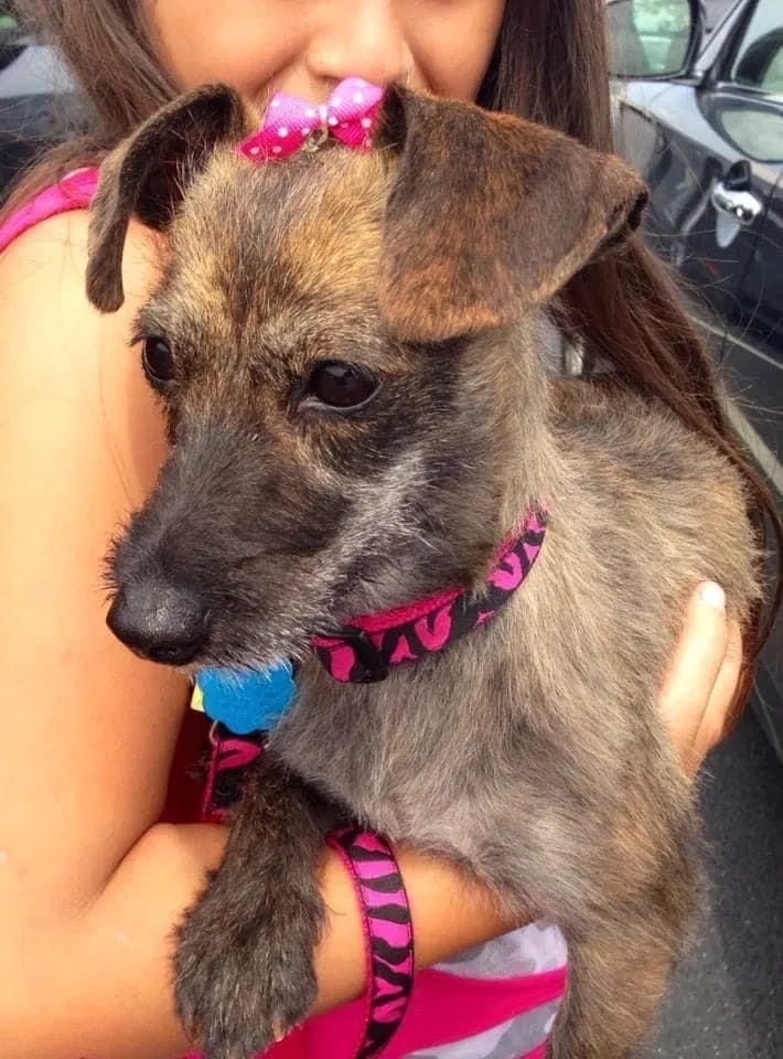 Lost dog in Dallas, GA, 30157