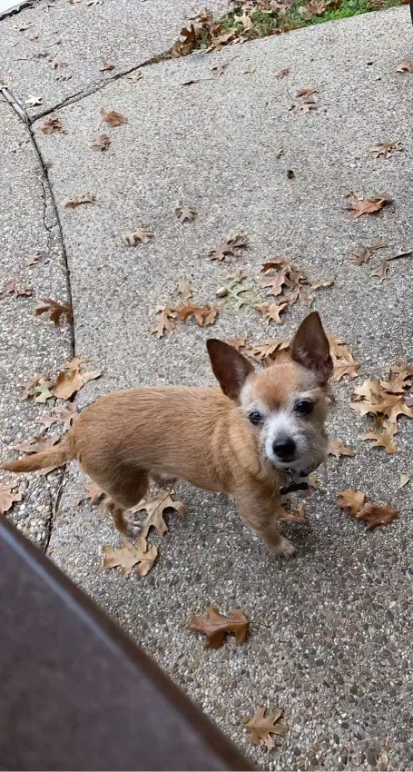 Lost dog in Fort Worth, TX, 76118