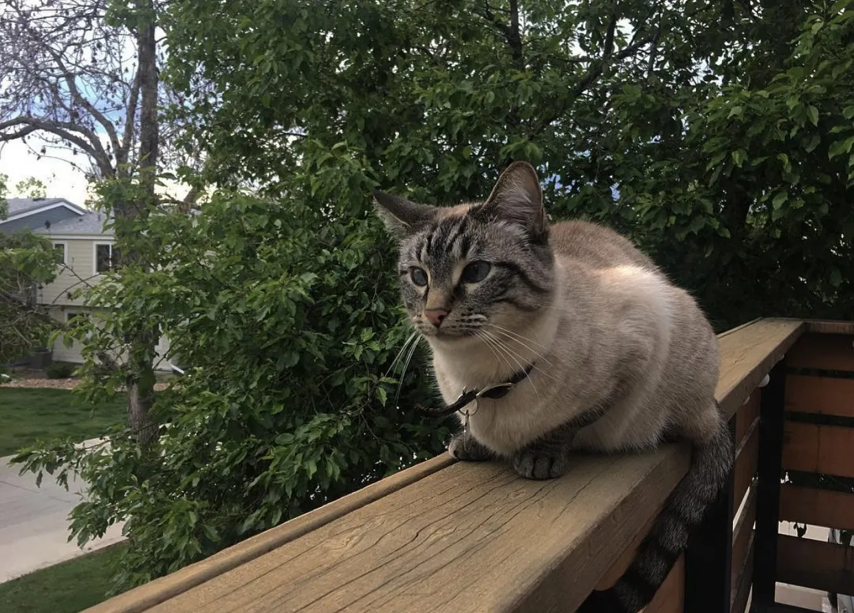 Lost cat in Austin, TX, 78754