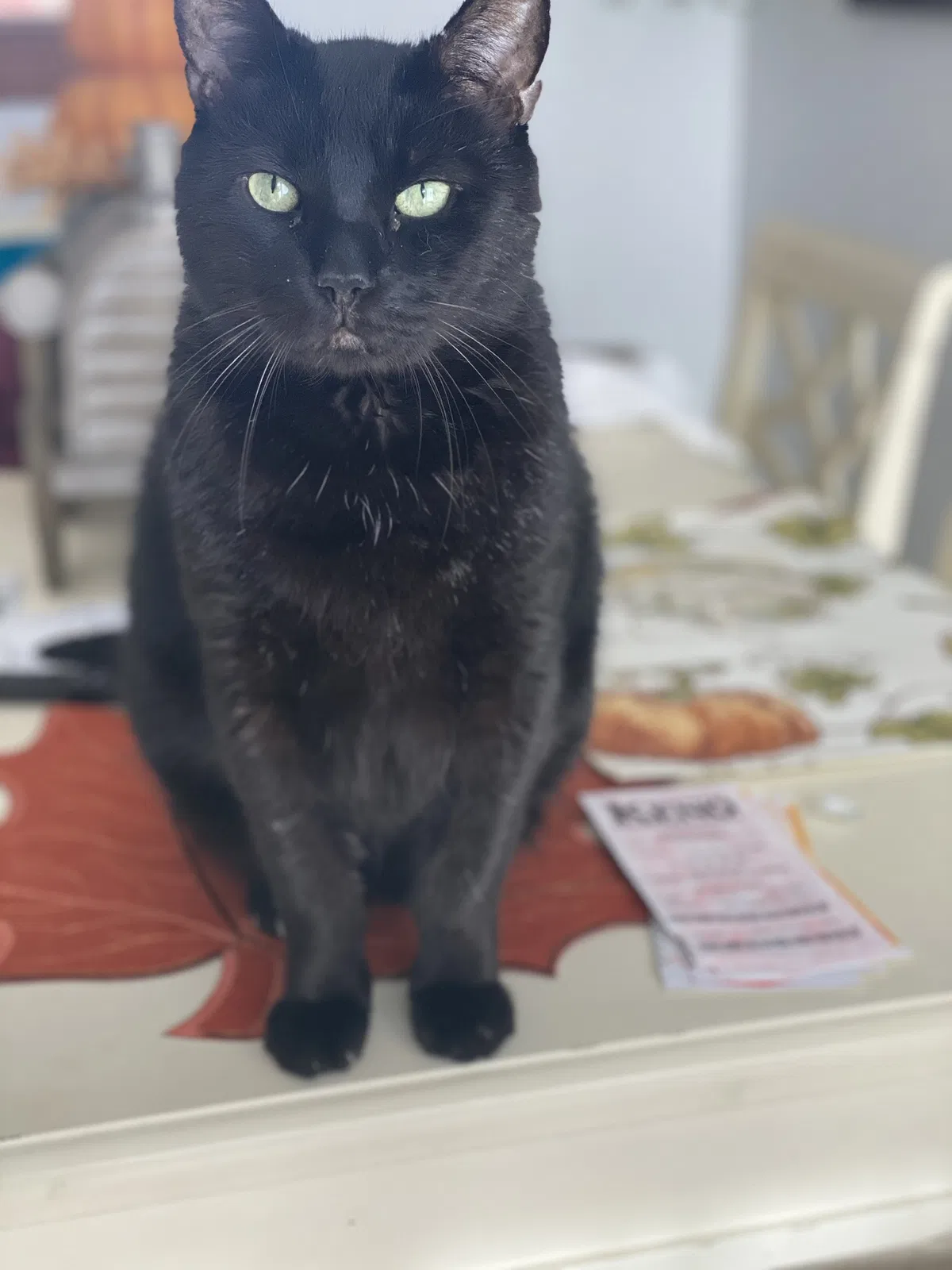 Lost cat in Oxford, MA, 1540