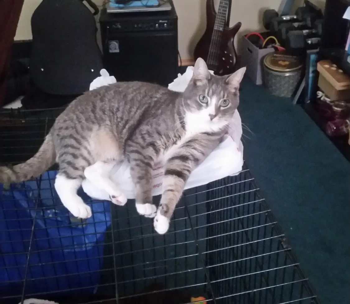 Lost cat in Portland, OR, 97224