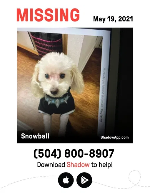 Lost dog in New Orleans, LA, 70117