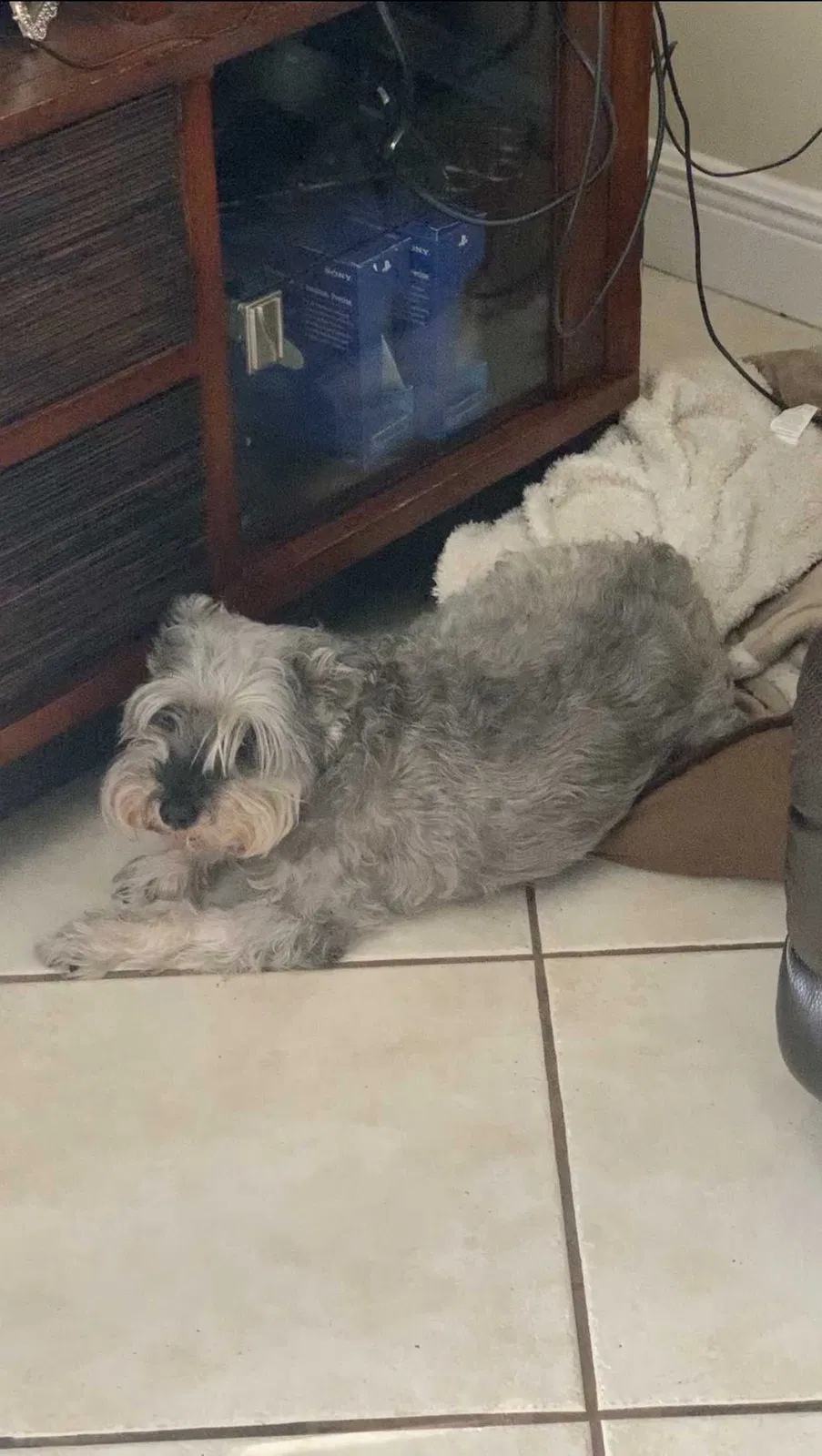 Lost dog in Hollywood, FL, 33029