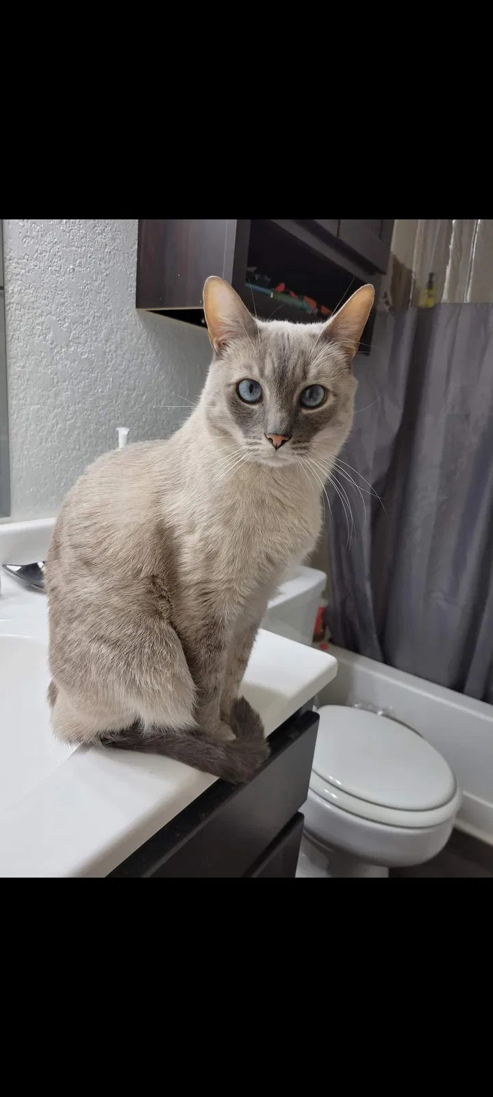 Lost cat in Lexington, KY, 40509