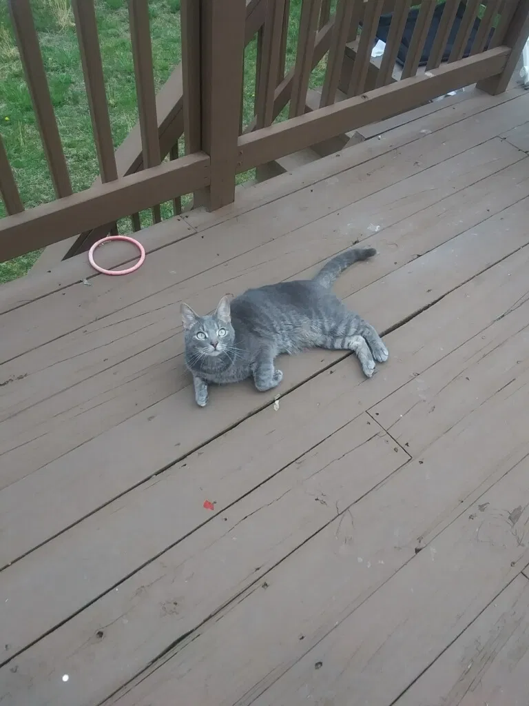Lost cat in Edgewood, MD, 21040