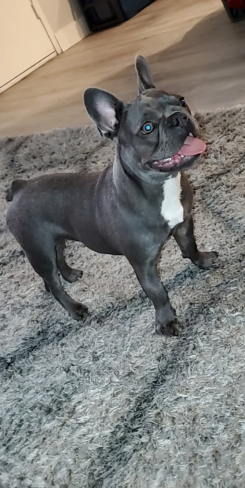 Lost dog in Chula Vista, CA, 91911