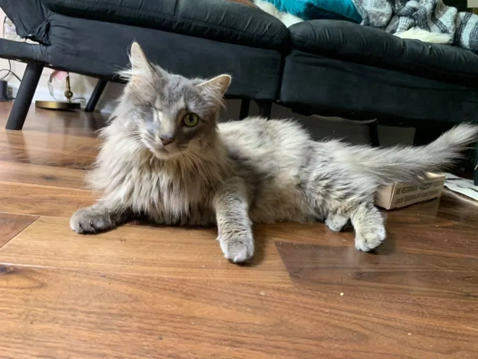Lost cat in Austin, TX, 78717