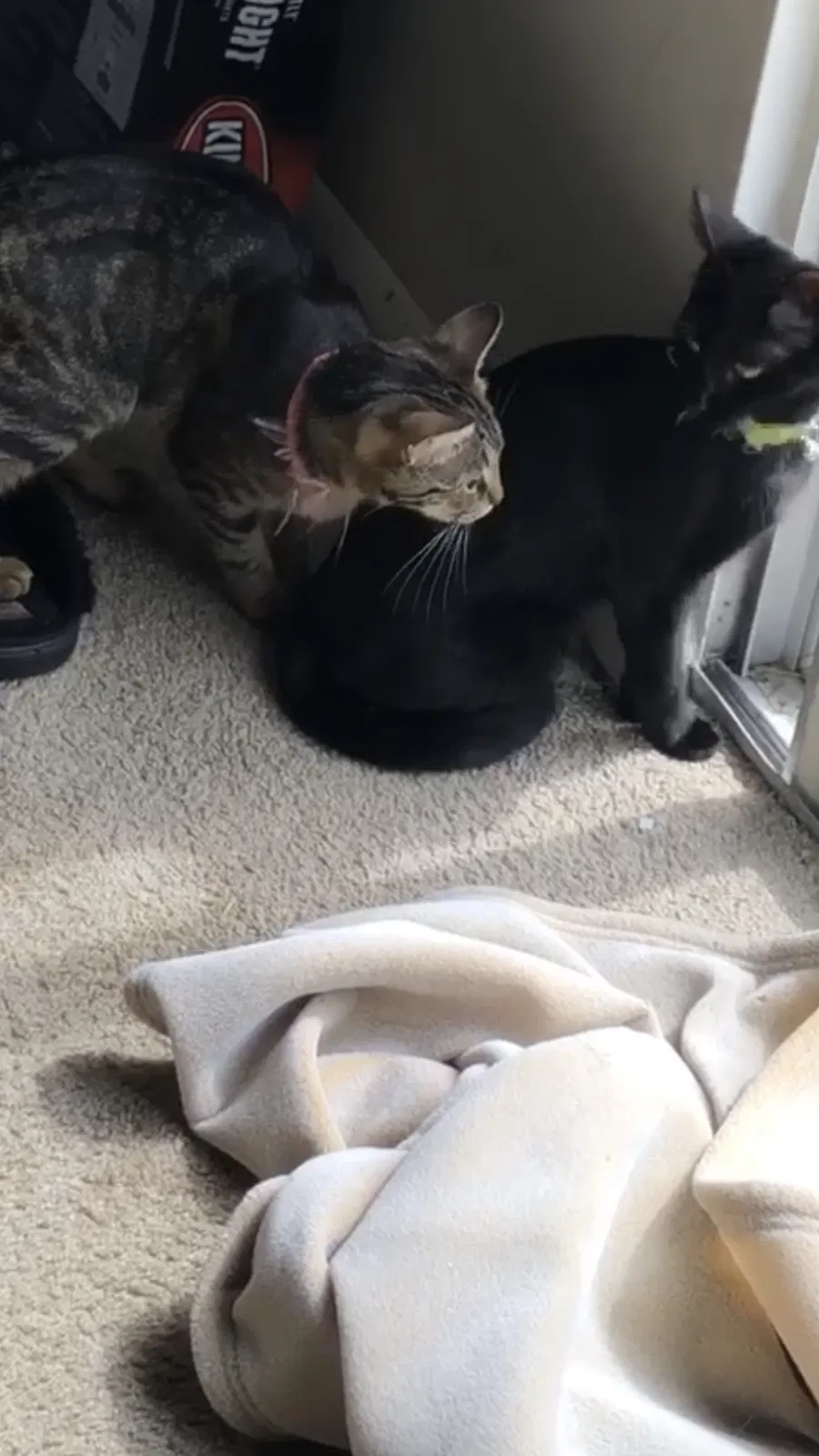 Lost cat in Middle River, MD, 21220