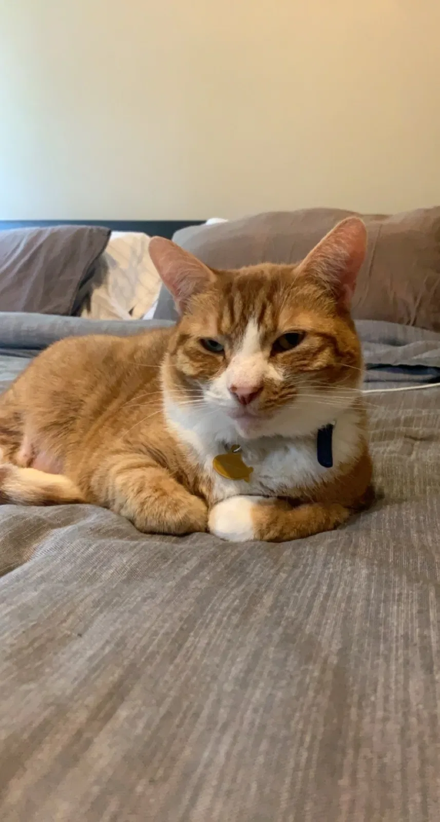 Lost cat in Charlotte, NC, 28216