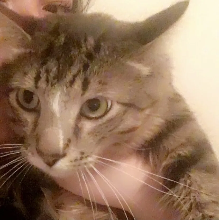 Lost cat in San Diego, CA, 92114