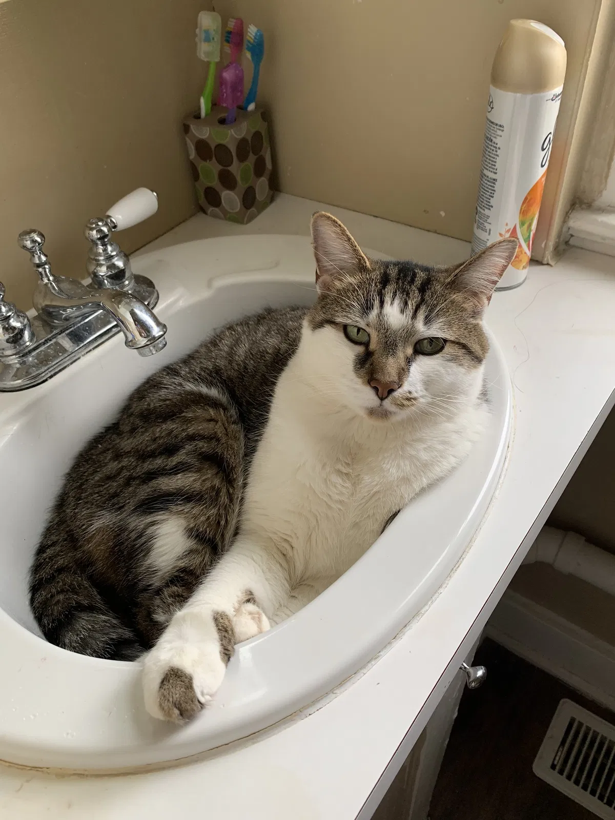 Lost cat in Toledo, OH, 43612
