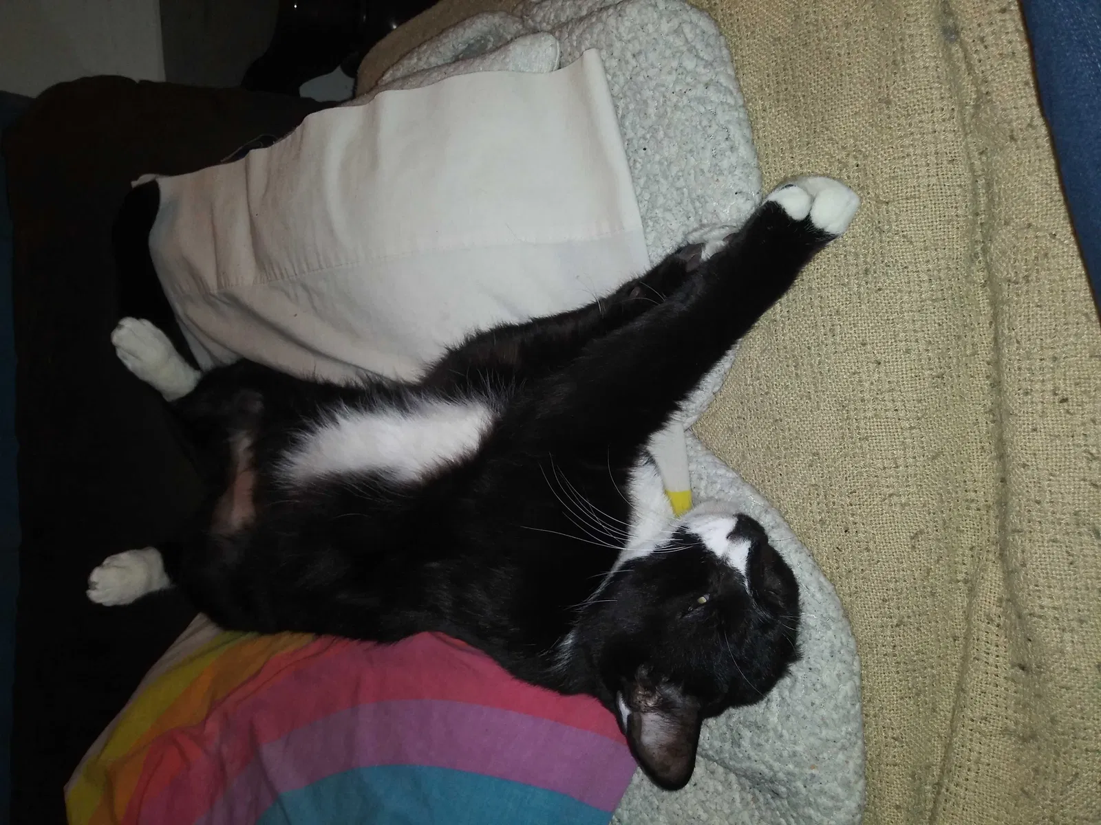 Lost cat in Toledo, OH, 43615