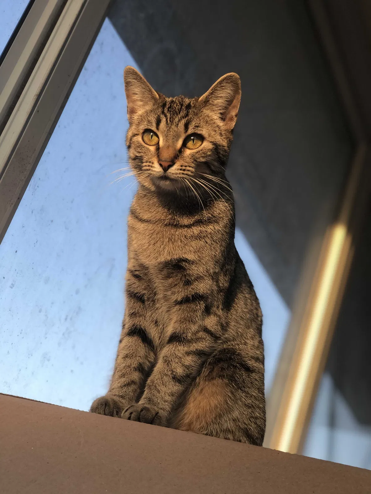 Lost cat in Indianapolis, IN, 46217