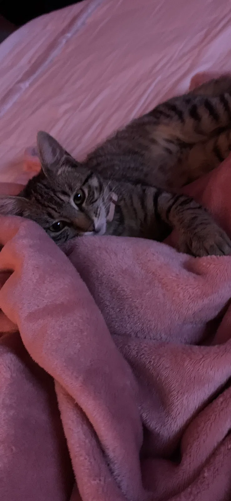 Lost cat in Albany, NY, 12205