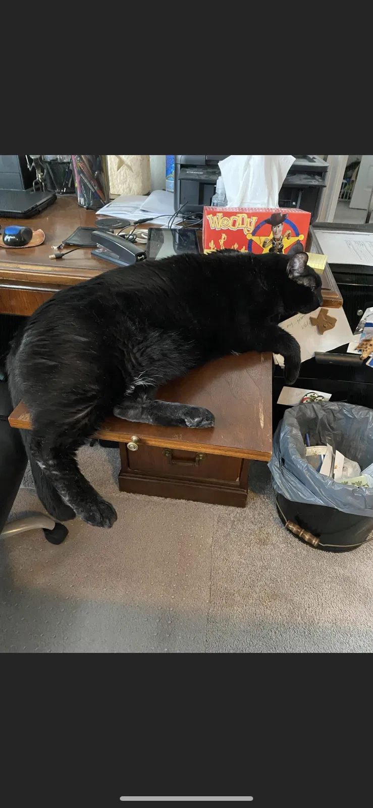 Lost cat in New Braunfels, TX, 78130