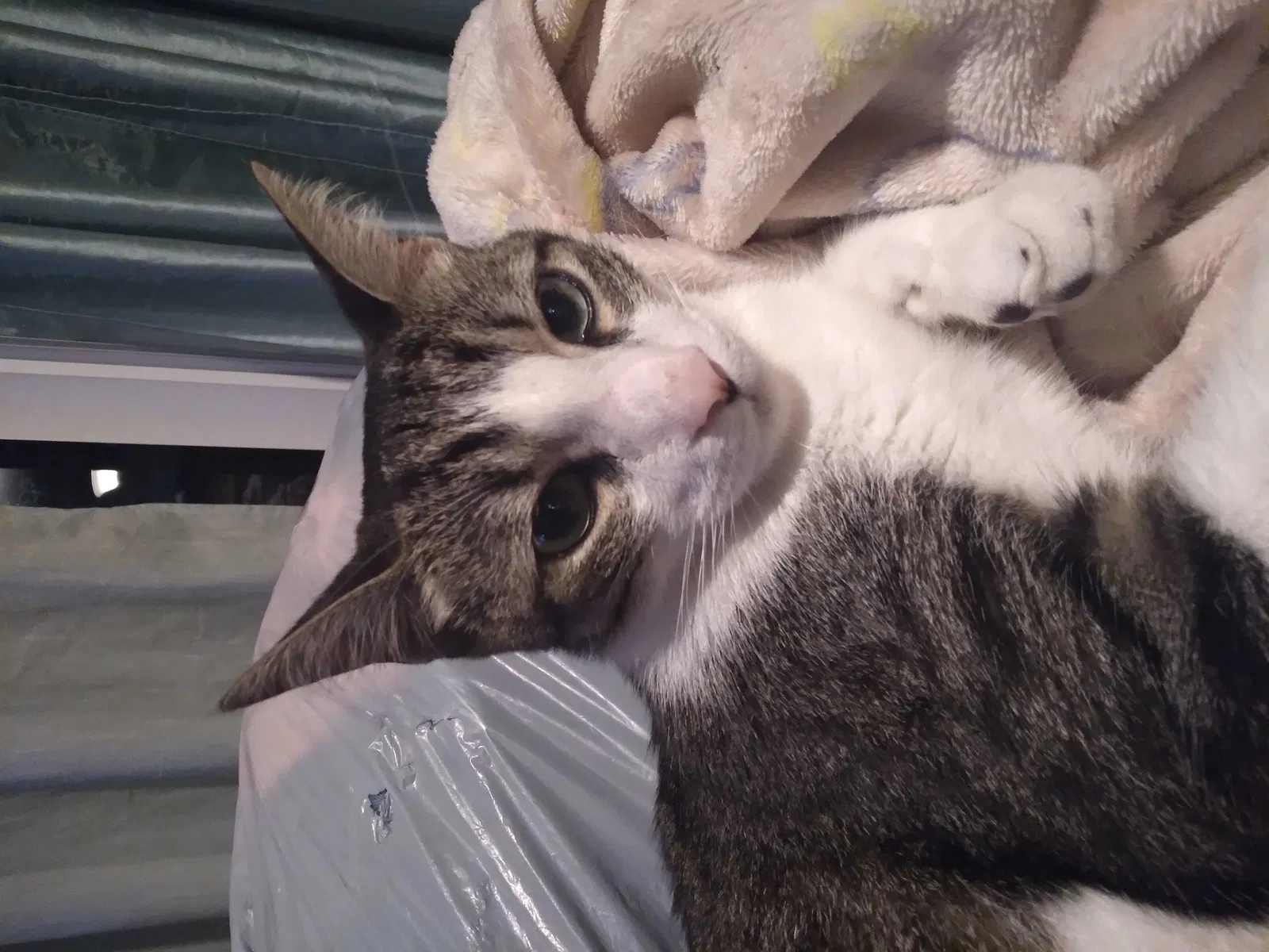 Lost cat in Fort Lauderdale, FL, 33314