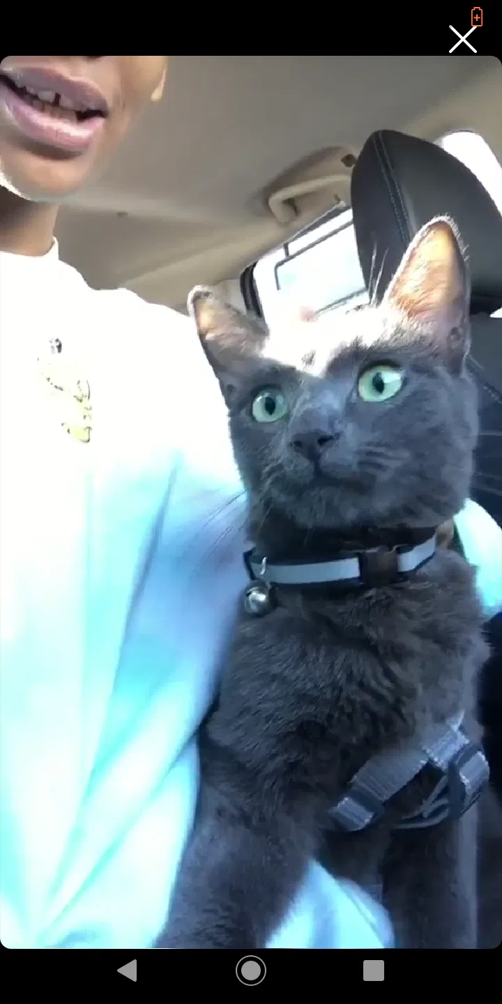 Lost cat in Oakland, CA, 94601