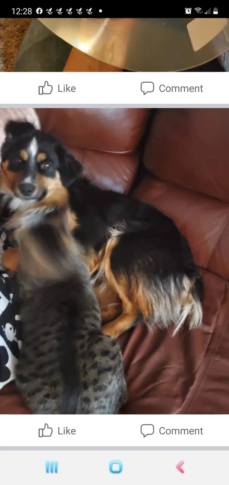 Lost dog in Oklahoma City, OK, 73135