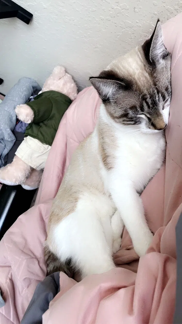 Lost cat in Costa Mesa, CA, 92627