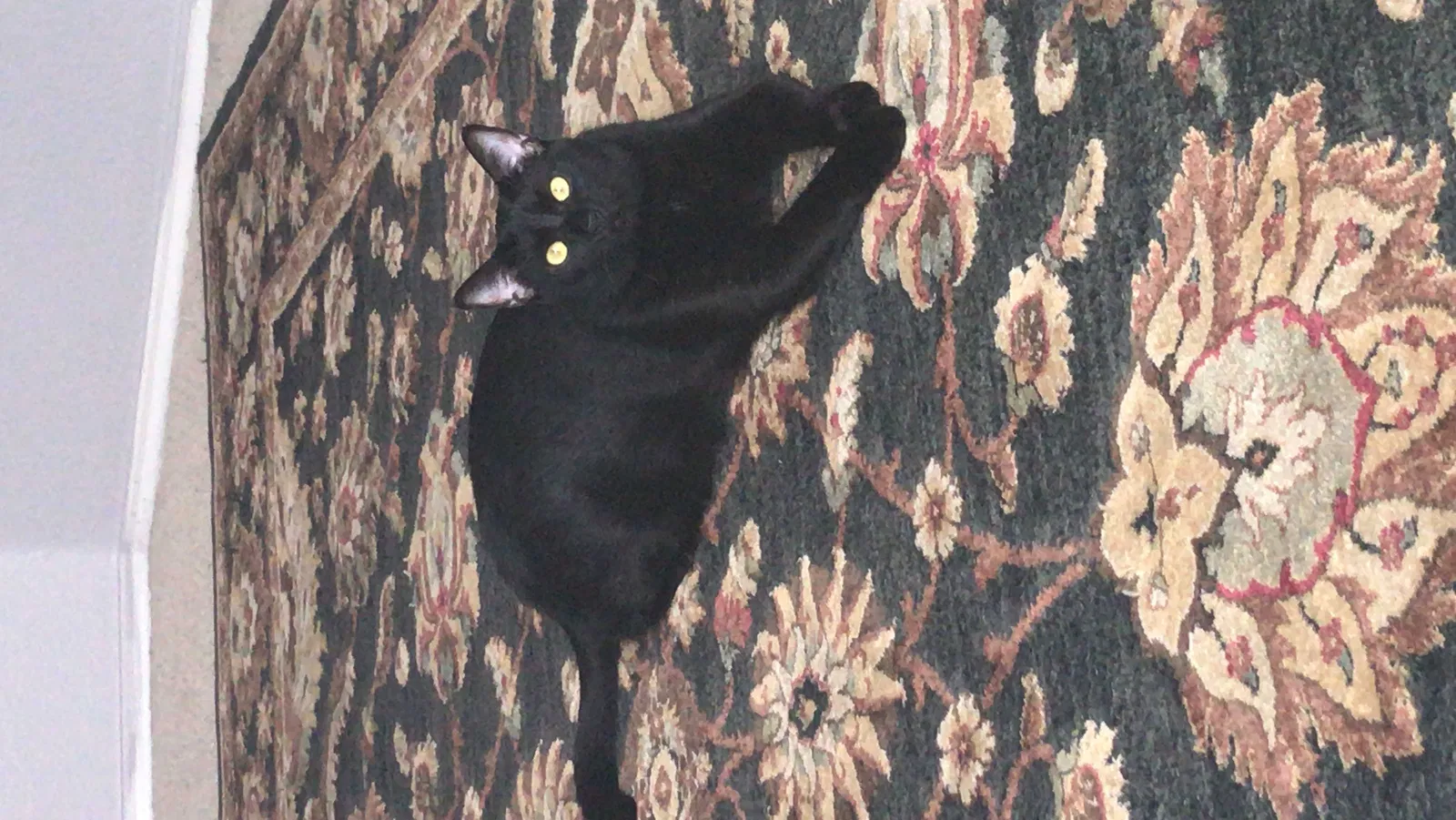 Lost cat in Fort Worth, TX, 76123