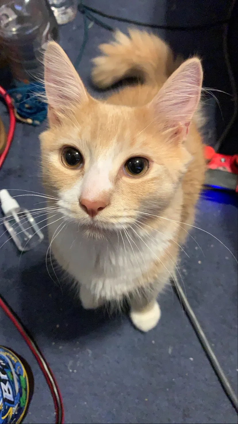Lost cat in Clifton Heights, PA, 19018
