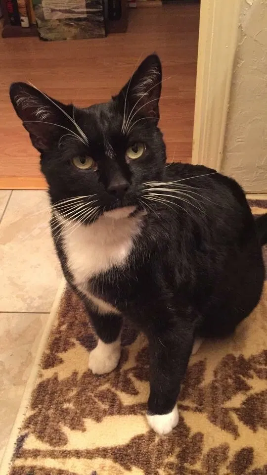 Lost cat in Tucson, AZ, 85716