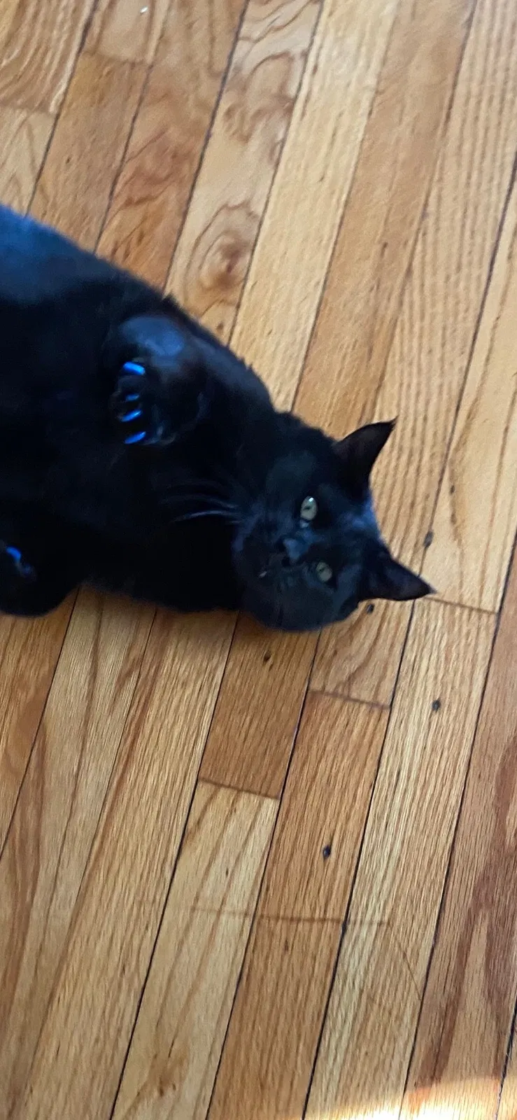 Lost cat in Hollis, NY, 11423