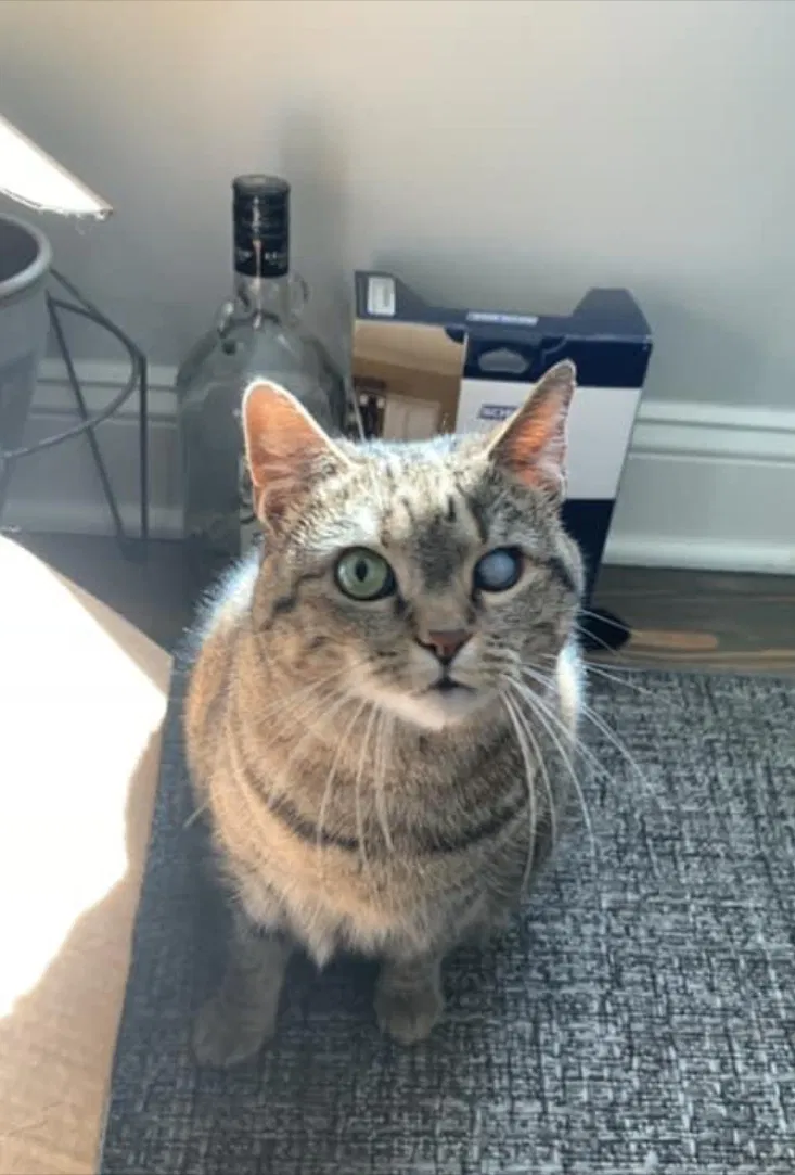 Lost cat in Annapolis, MD, 21403