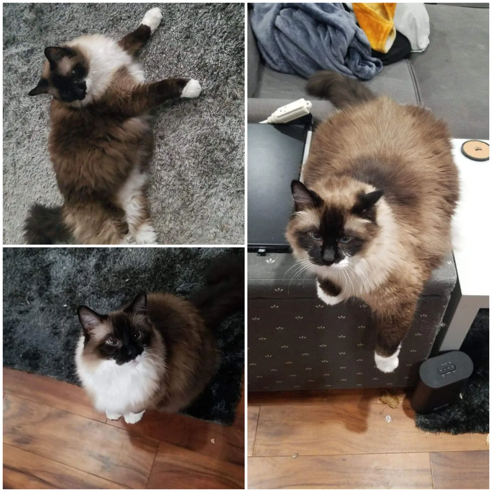 Lost cat in Salem, OR, 97306