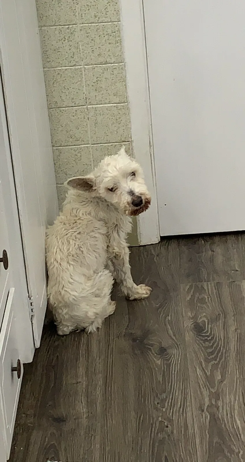 Lost dog in Temple, TX, 76501