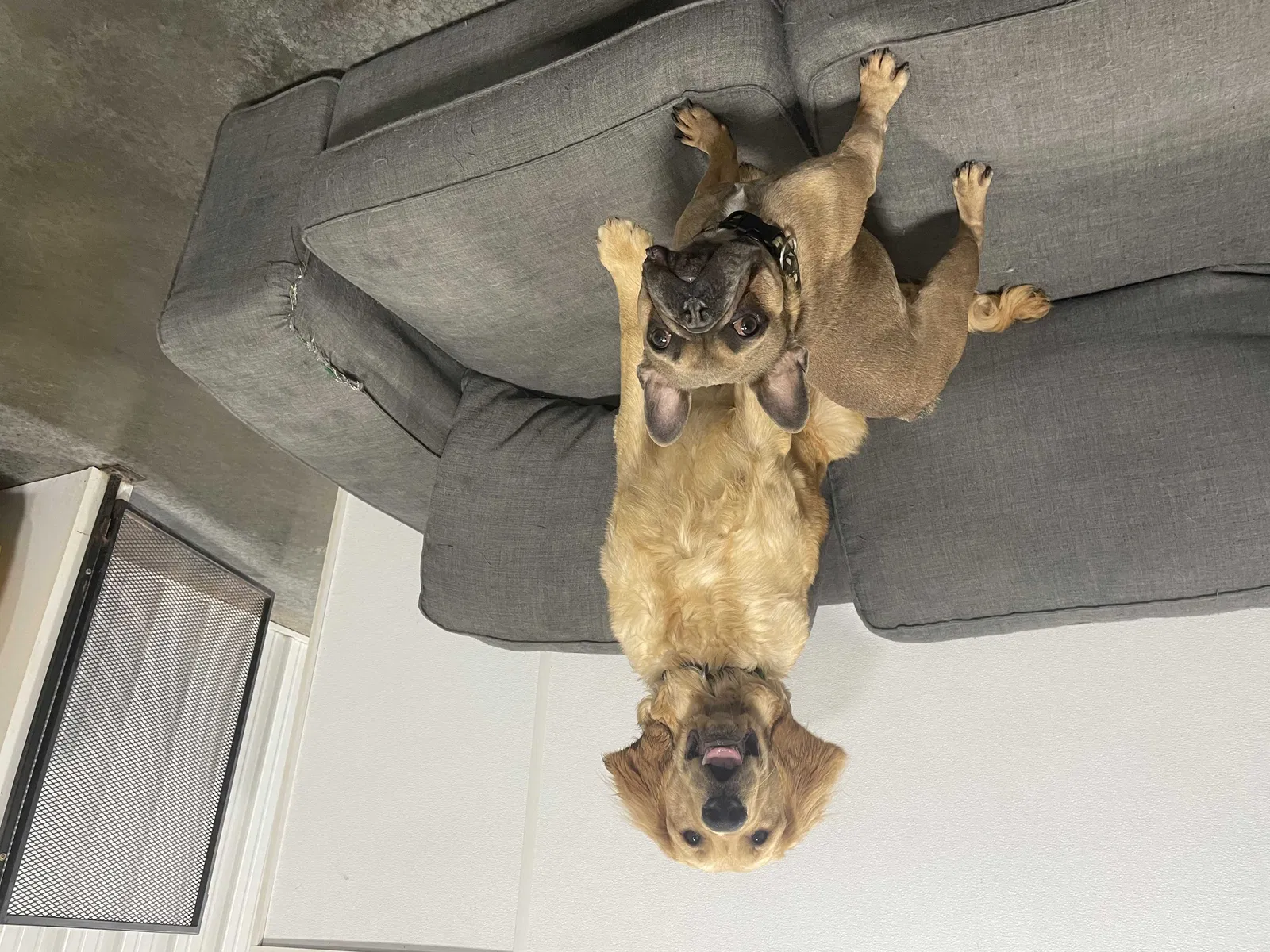 Lost dog in Cedar Rapids, IA, 52403