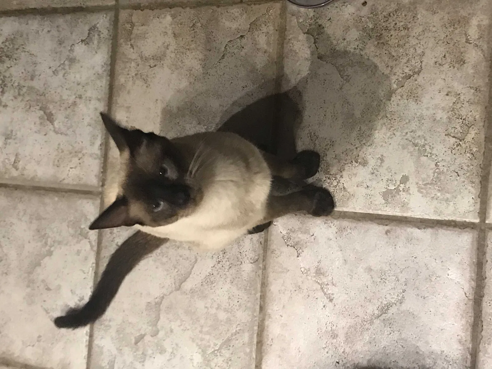 Lost cat in Round Rock, TX, 78664