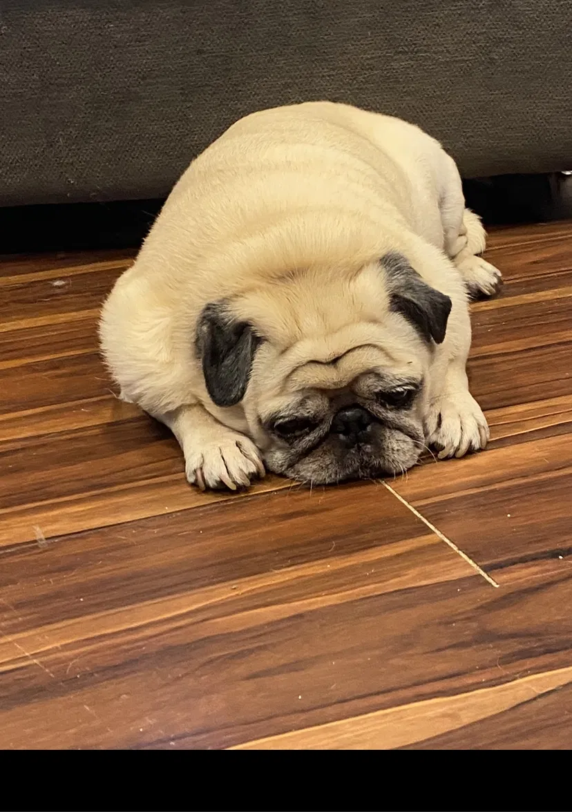 Lost dog in Comstock Park, MI, 49321