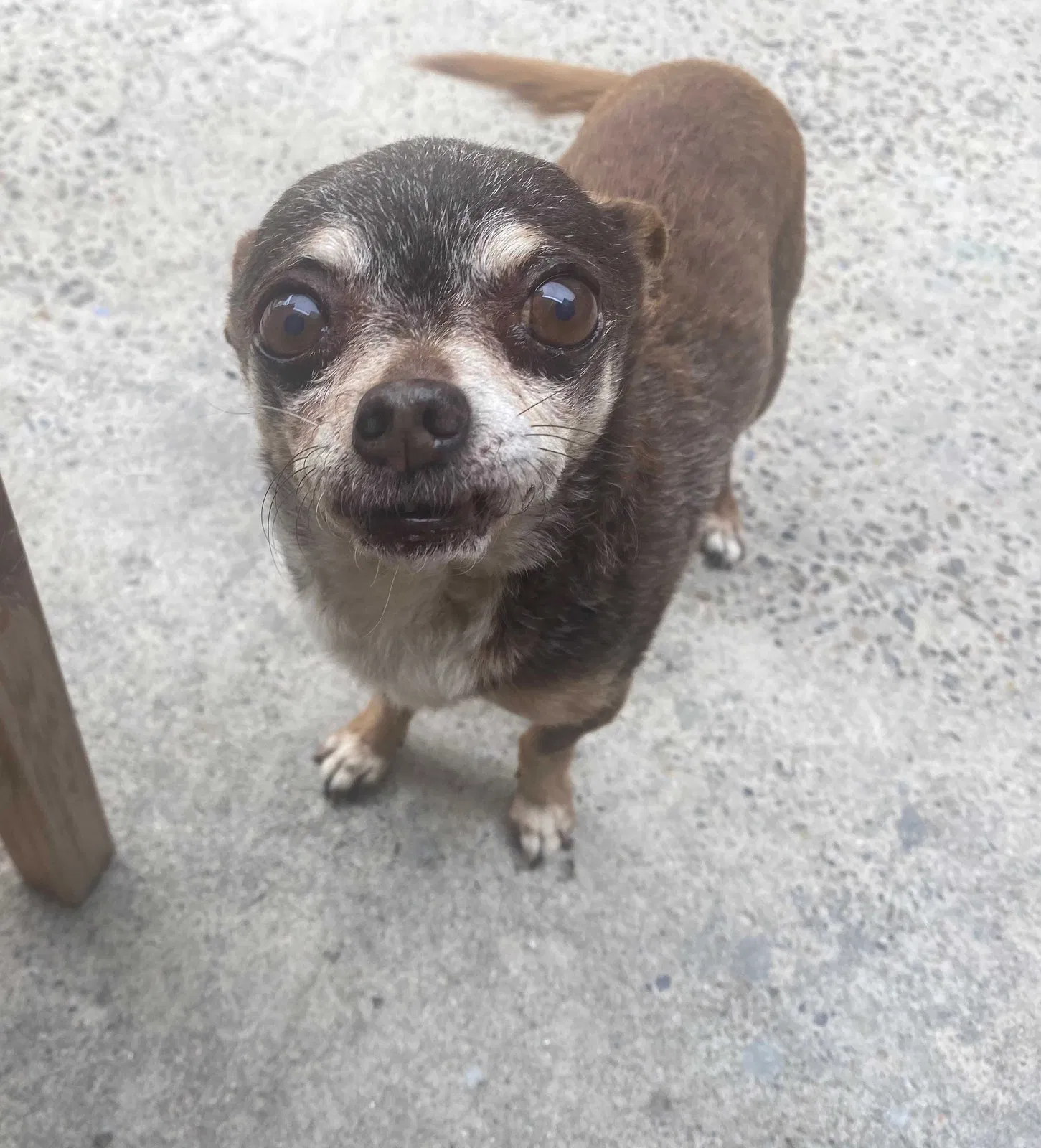 Lost dog in Anaheim, CA, 92802