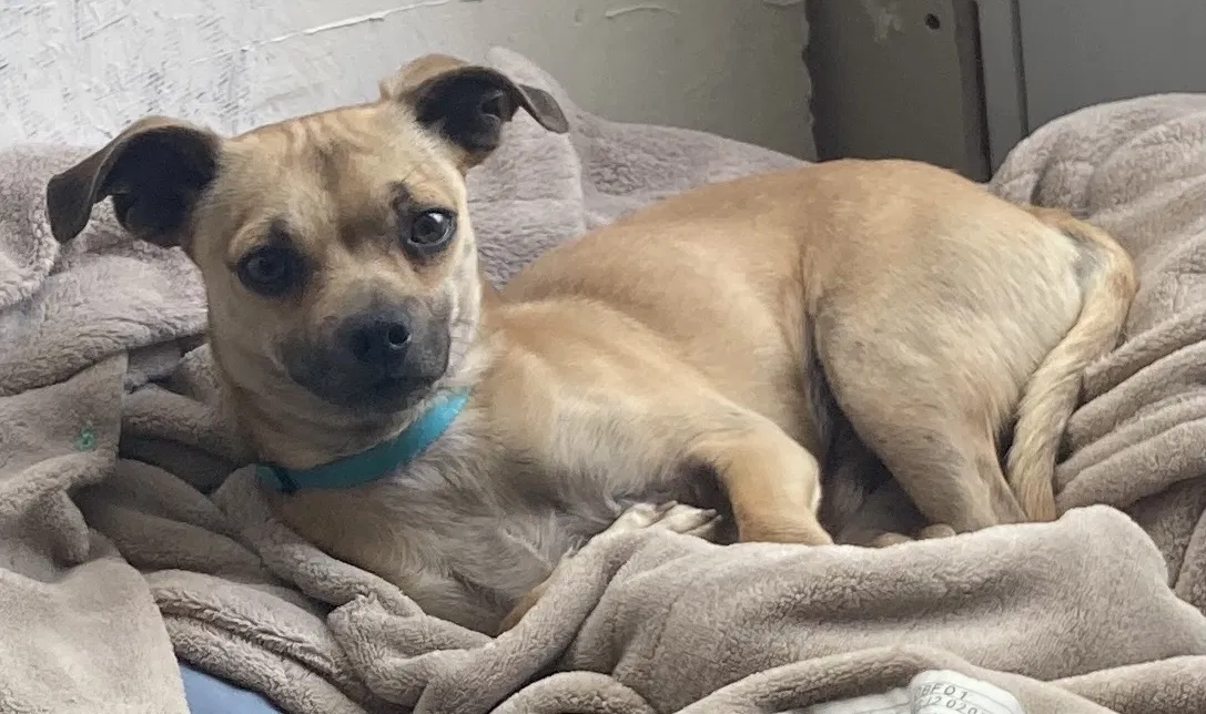 Lost dog in Reno, NV, 89506