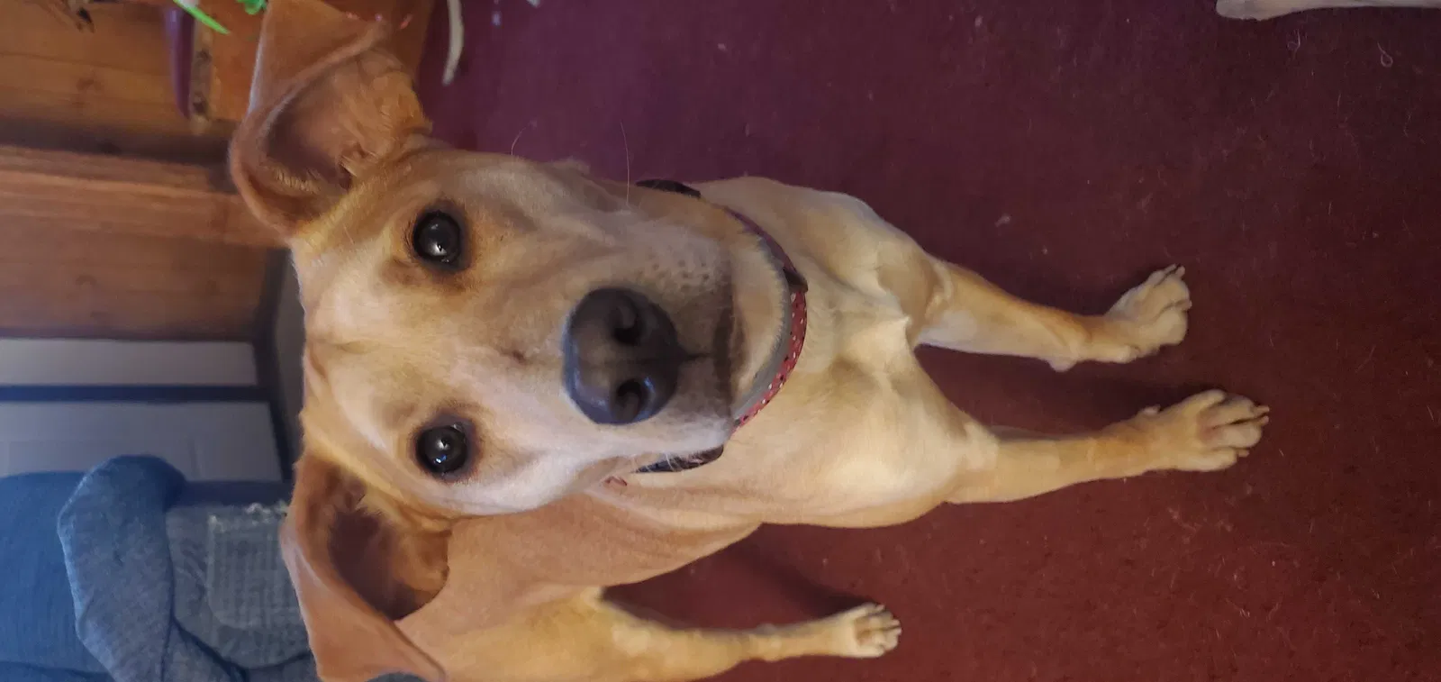 Lost dog in Saint Paul, MN, 55106