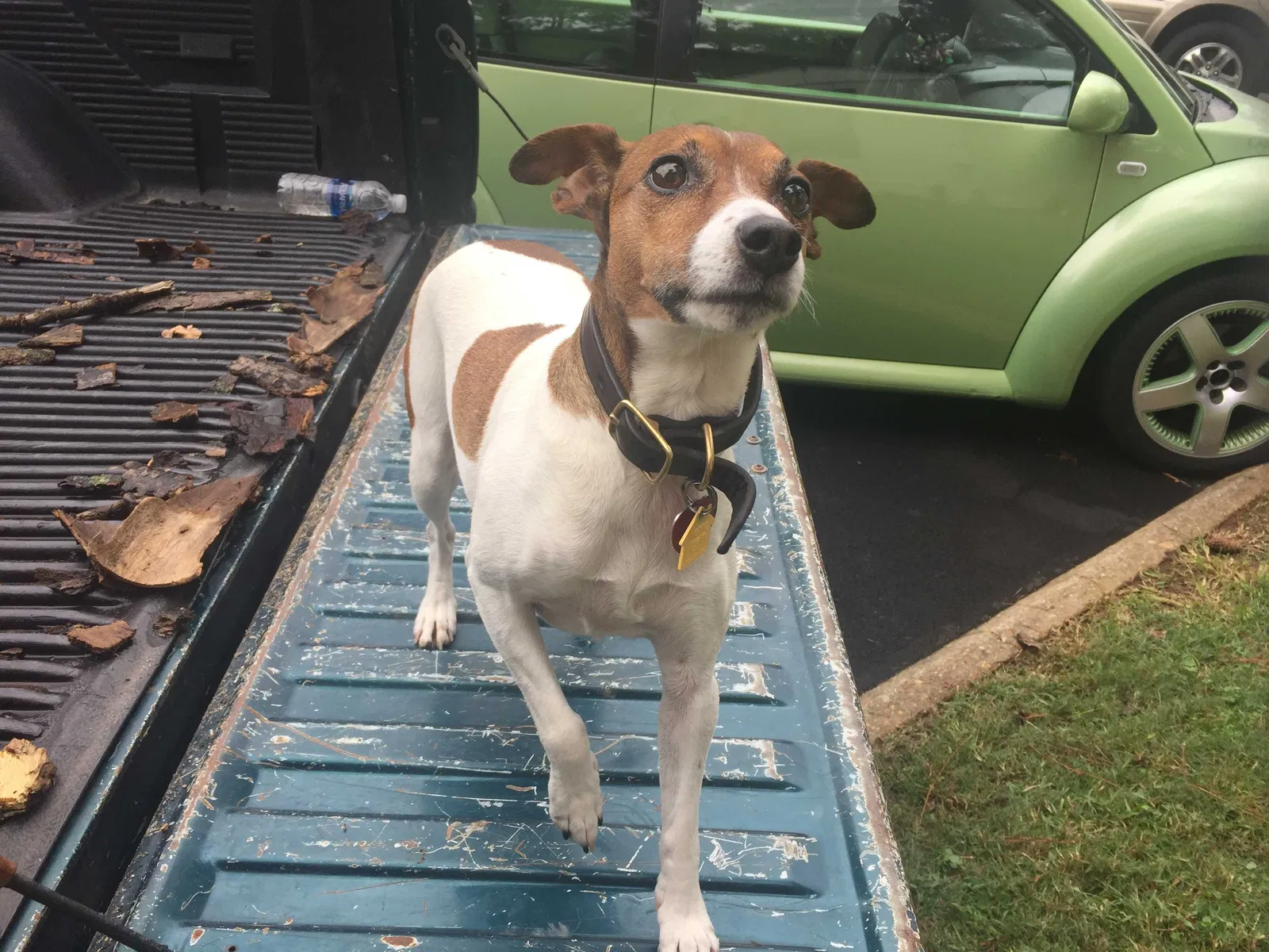 Lost dog in Auburn, AL, 36832