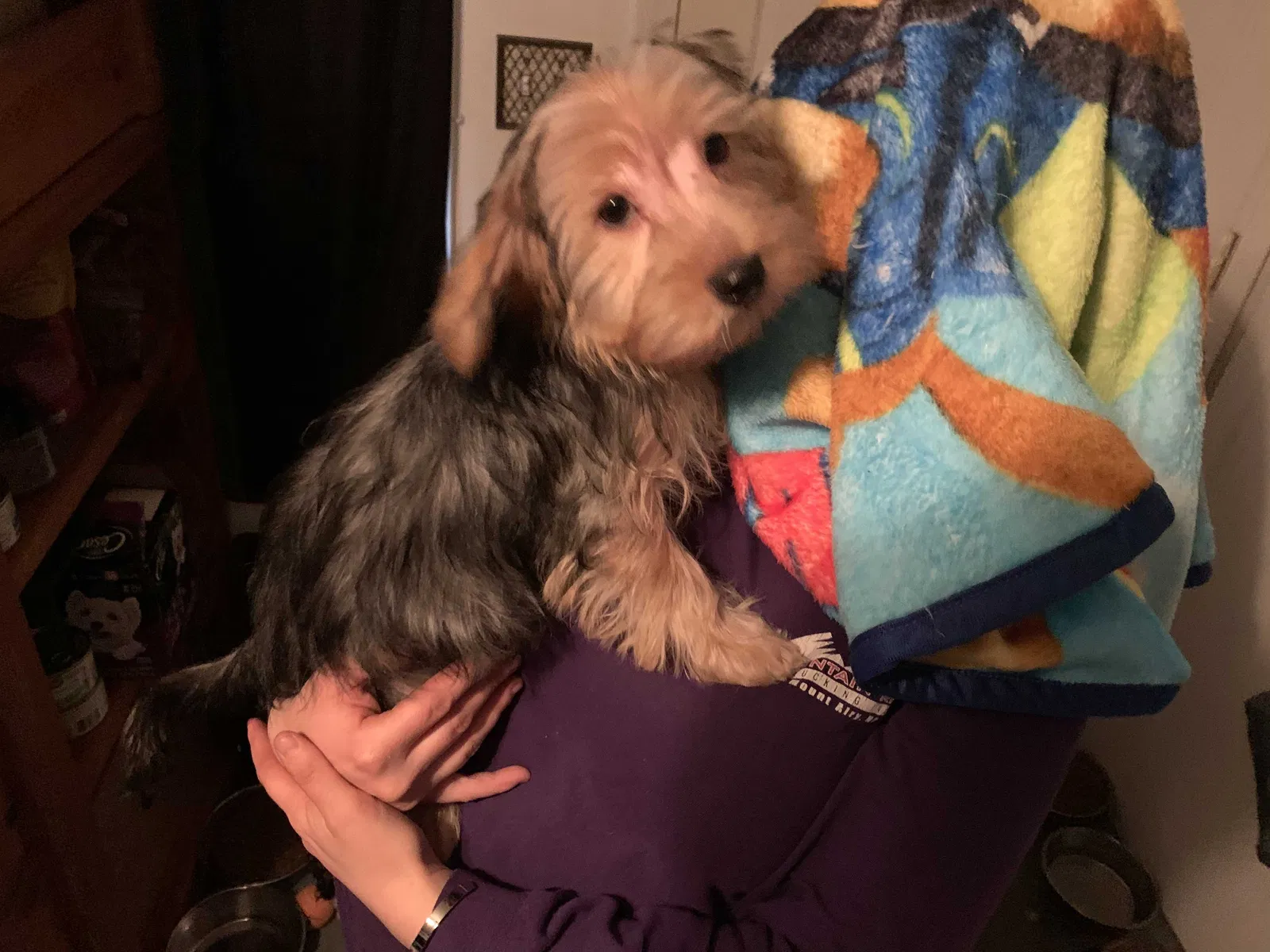 Lost dog in Blacksburg, SC, 29702