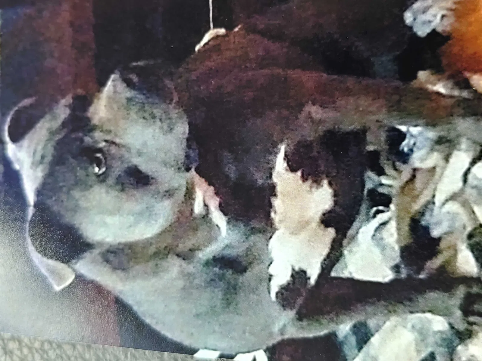 Lost dog in Oklahoma City, OK, 73170
