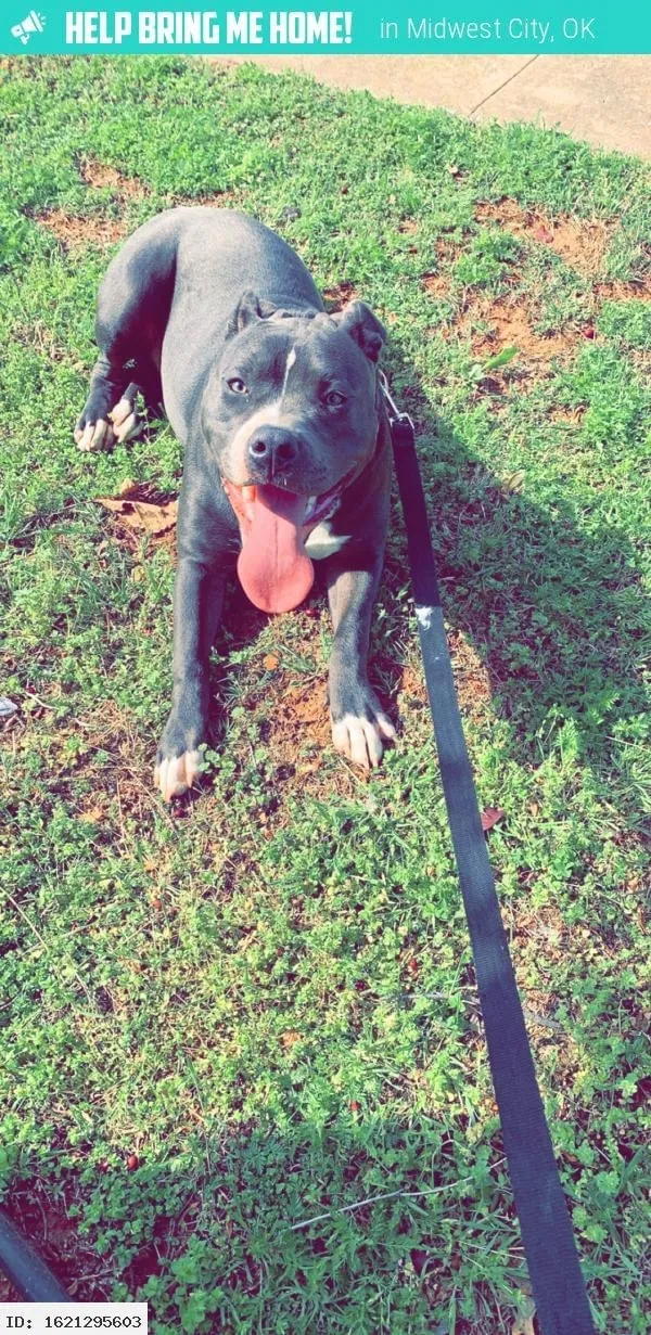 Lost dog in Oklahoma City, OK, 73130