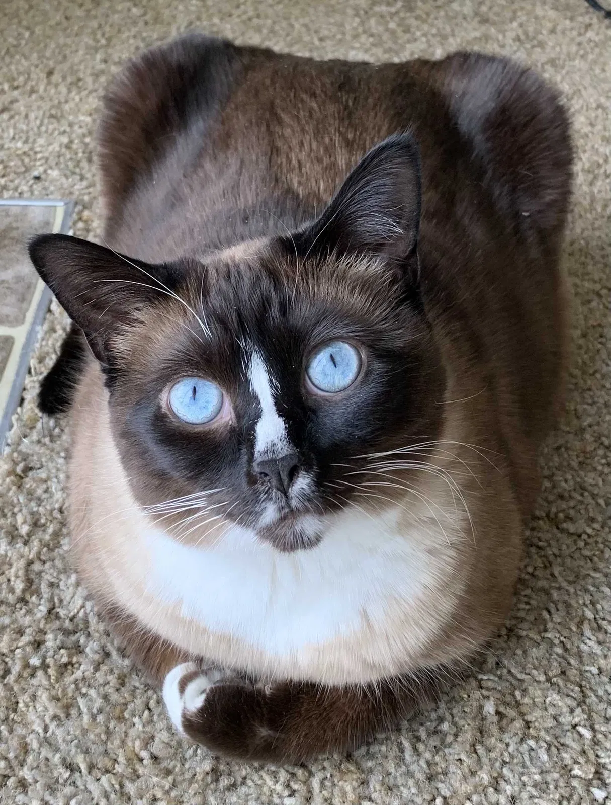 Lost cat in Rockledge, FL, 32955