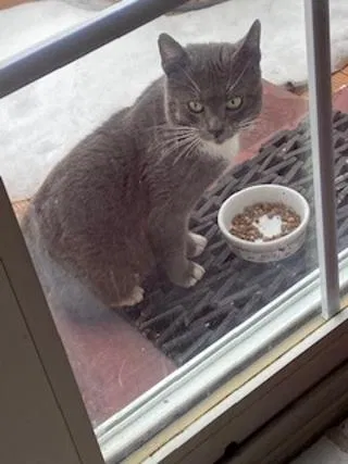 Found cat in Pottstown, PA, 19464