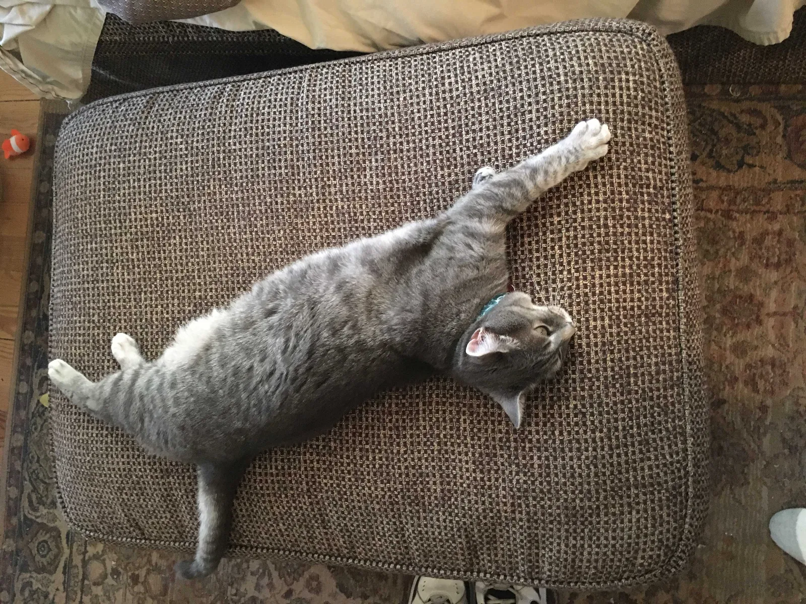 Lost cat in Central City, CO, 80427