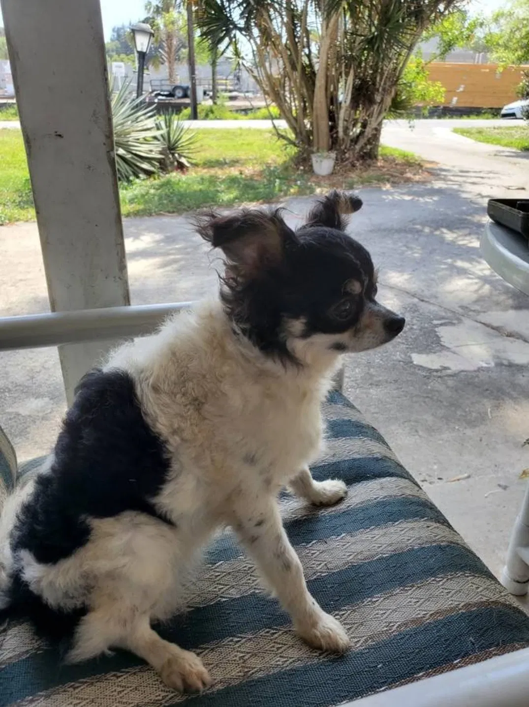 Lost dog in Palm Bay, FL, 32907