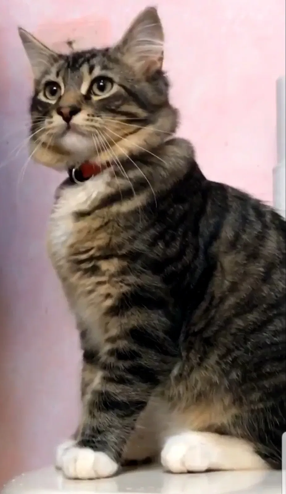 Lost cat in Lewiston, NY, 14092