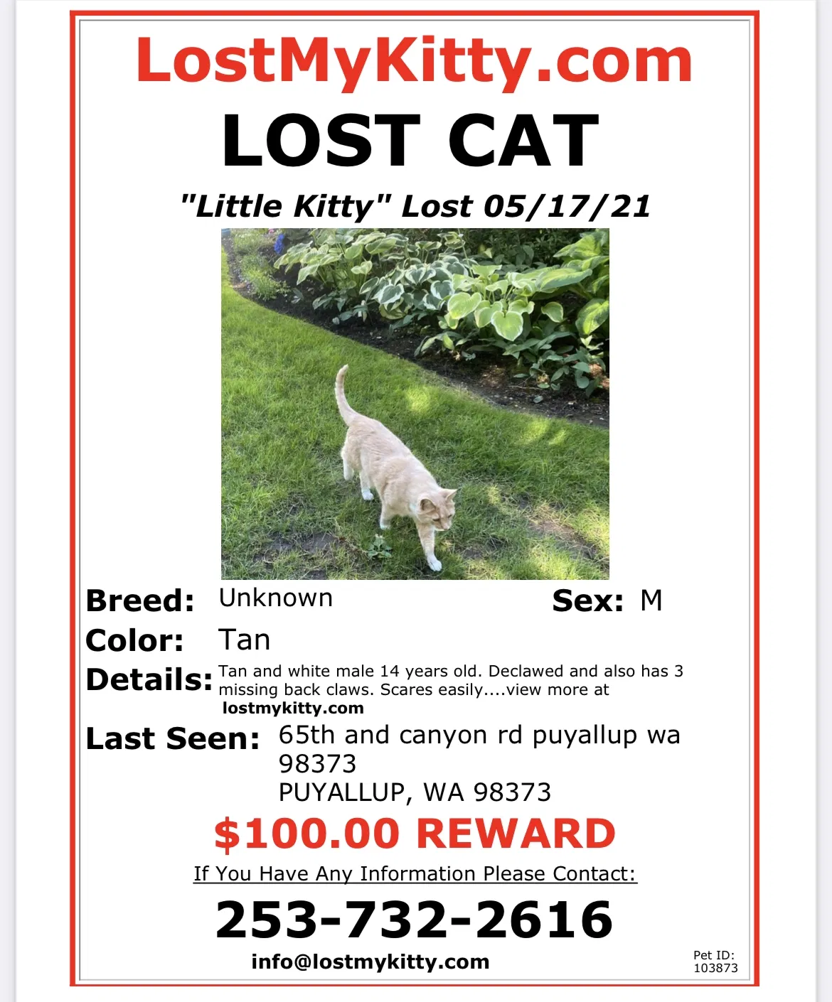 Lost cat in Puyallup, WA, 98373