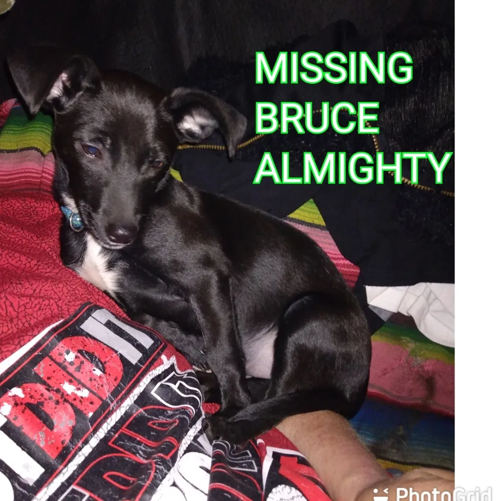 Lost dog in Fresno, CA, 93721