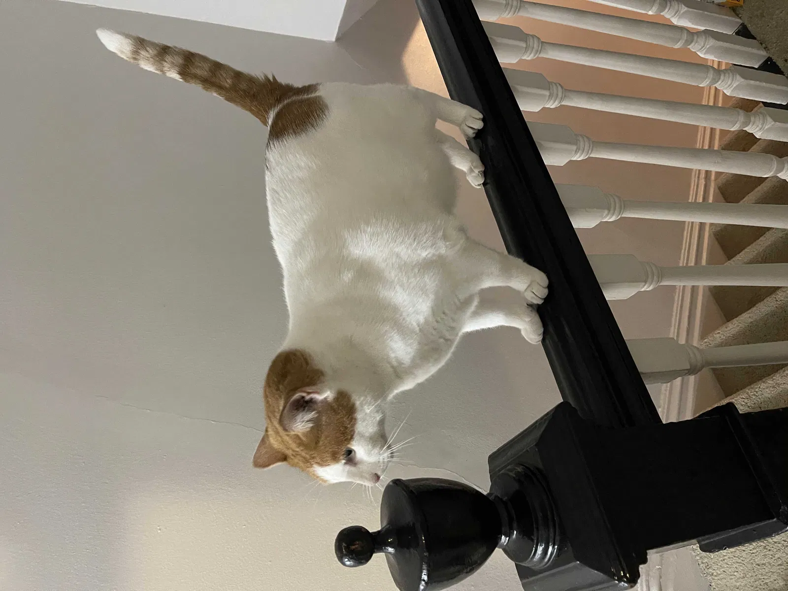 Lost cat in Carlisle, PA, 17013