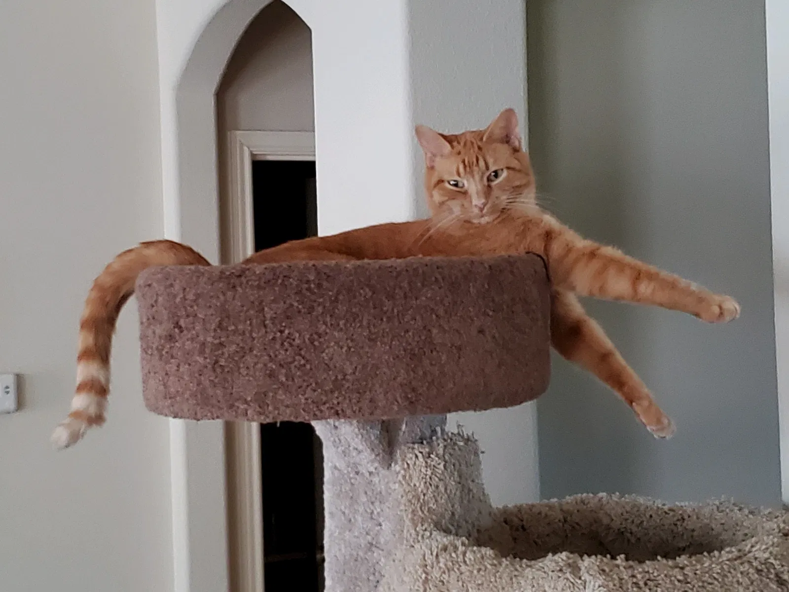 Lost cat in Cypress, TX, 77429